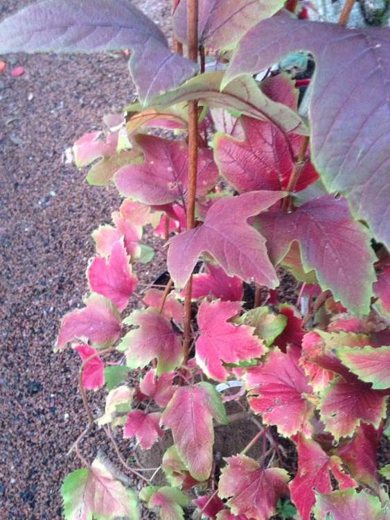 Blodolvon – Viburnum Sargentii `Onondaga`