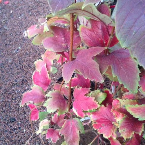 Blodolvon – Viburnum Sargentii `Onondaga`