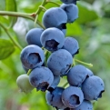 Amerikansk blåbär ”Spartan” – Vaccinium corymbosum "Spartan"