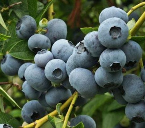 Amerikansk blåbär ”Duke” – Vaccinium corymbosum `Duke ` - Plantido