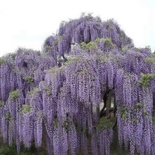 Japansk blåregn  "Macrobotrys" - Wisteria floribunda " Macrobotrys"