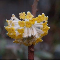 Orientalisk pappersträd , Mitsumata - Edgeworthia chrysantha "Grandiflora"