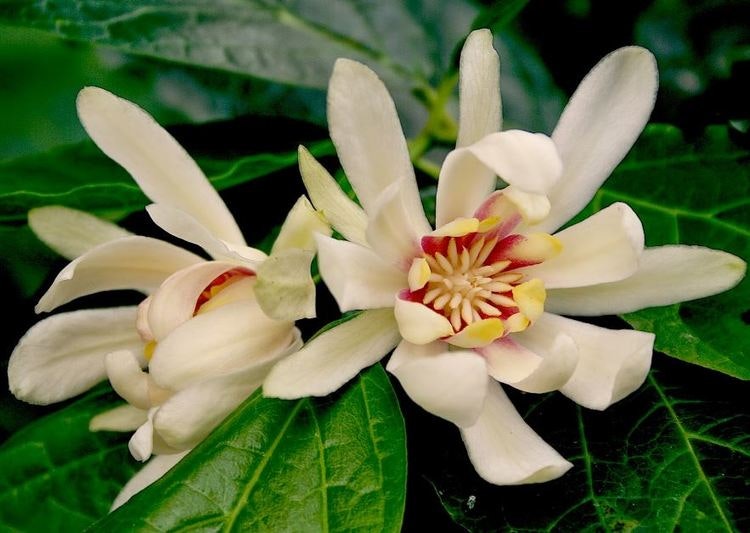 Vitblommiga kryddbuske `Venus´-  Calycanthus floridus `Venus´