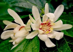 Vitblommiga kryddbuske `Venus´-  Calycanthus floridus `Venus´