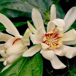 Vitblommiga kryddbuske "Venus" -  Calycanthus floridus "Venus"