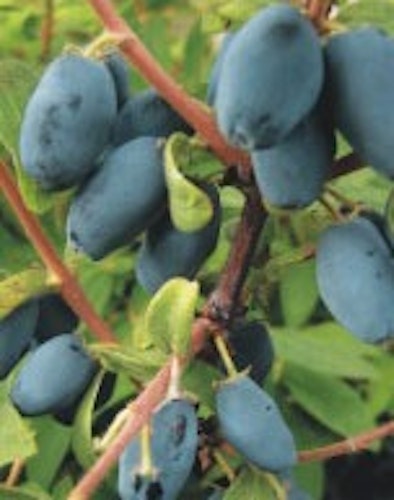 Blåbärstry ”Sinoglaska” -Lonicera caerulea var. kamtschatica ”Sinoglaska”