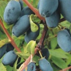 Blåbärstry ”Sinoglaska” -Lonicera coerulea var. kamtschatica ”Sinoglaska”