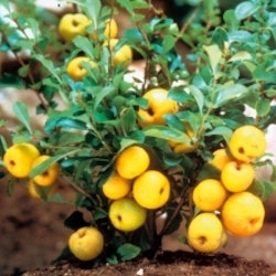 Liten rosenkvitten `Cido` – Chaenomeles japonica`Cido`