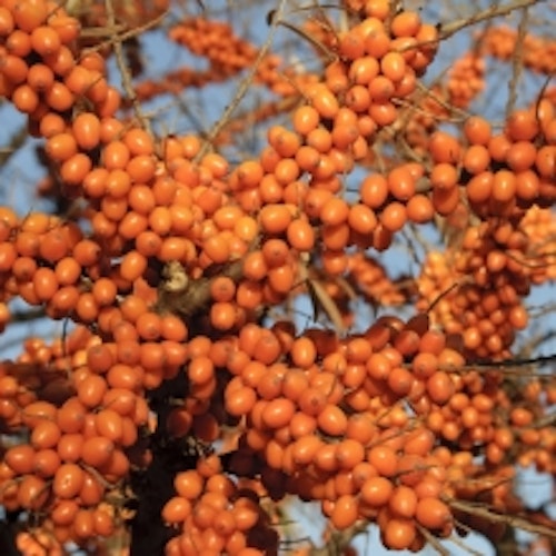 Havtorn "Orange Energy" -Hippophae rhamnoides  ”Orange Energy”
