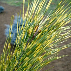 Japansk tall - Pinus densiflora ` Ocolus Draconis´
