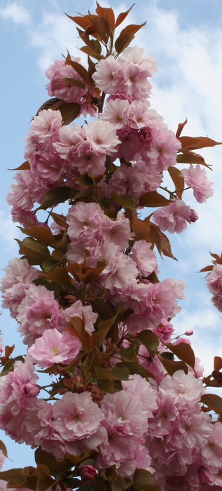 Japansk prydnadskörsbär -   Prunus serrulata "Royal Burgundy"