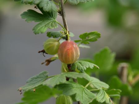 Spärrkrusbär , Worcesterbär – Ribes divaricatum