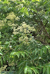 Koreansk biträd - Tetradium daniellii.  ( syn.Euodia hupehensis )