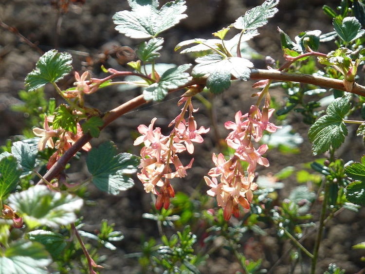 Gordonribs - Ribes gordonianum