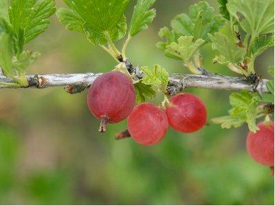 Krusbär "Hinnonmaki röd"-Ribes grossularia 'Hinnomaki röd'