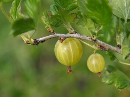 Krusbär  `Hinnonmaki Grön ´ - Ribes uva-crispa`Hinnonmaki Grön ´