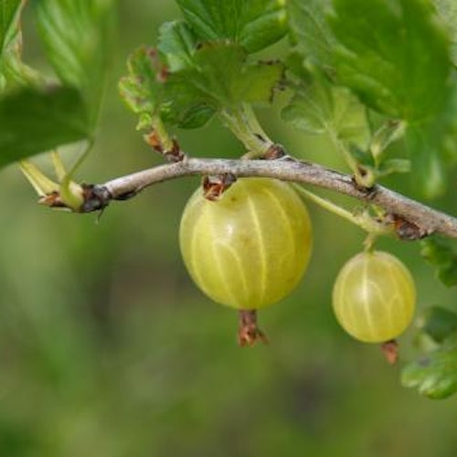 Krusbär" Hinnonmaki Grön " - Ribes uva-crispa" Hinnonmaki Grön "