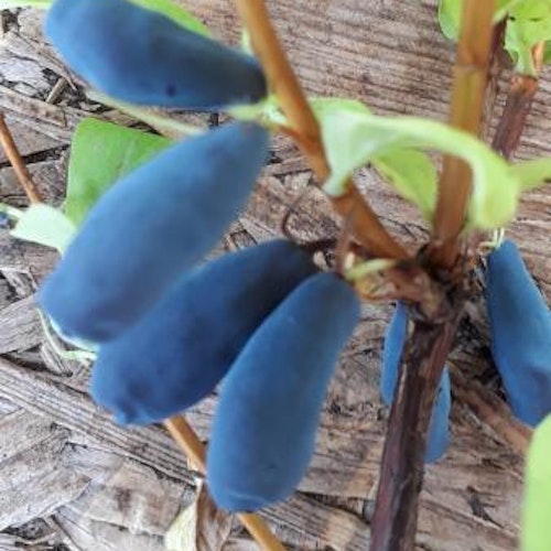 Blåbärstry ´Aurora´ -Lonicera caerulea var. kamtschatica ´Aurora´