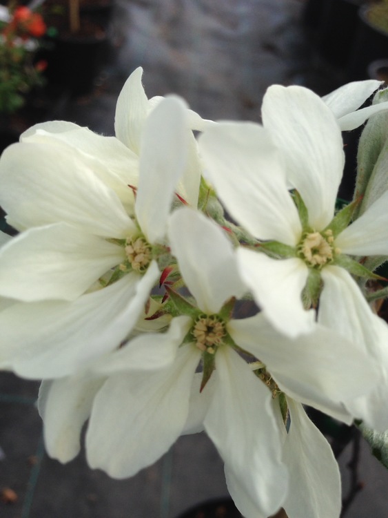 Saskatoonbär - Amelanchier ovalis "Edelweiss"