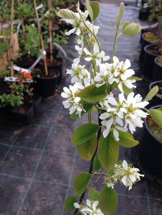 Saskatoonbär "Eskimo"- Amelanchier bartramiana 'Eskimo'