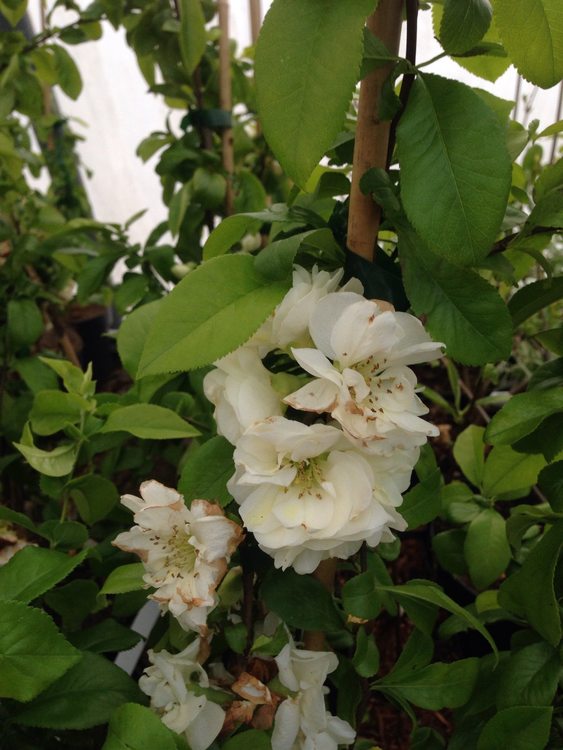 Japansk rosenkvitten `Yukigoten´ - Chaenomeles speciosa `Yukigoten´
