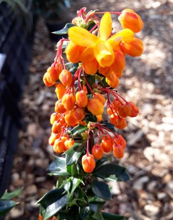 Berberis lologensis "Apricot Queen"