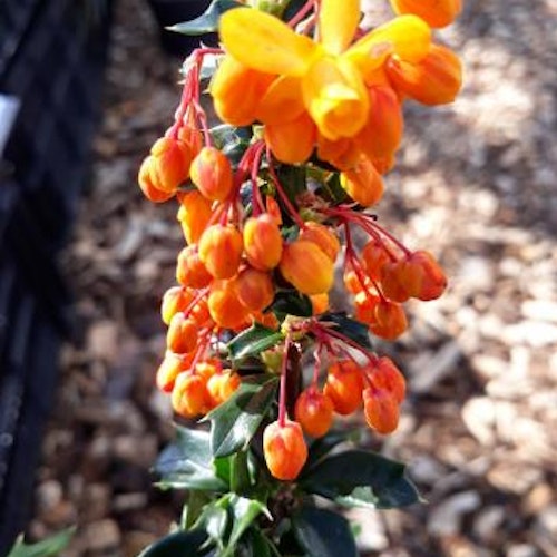 Berberis lologensis "Apricot Queen"