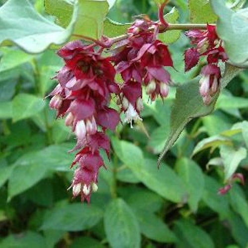 Himalaya kaprifol – Leycesteria formosa `Purple Rain´