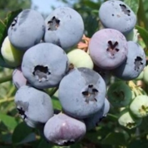 Amerikansk blåbär `Elisabeth´ - Vaccinium corymbosum `Elisabeth´
