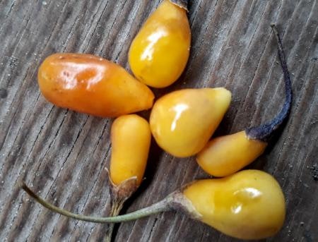 Gul goji -Lycium barbarum 'Amber Sweet Goji'