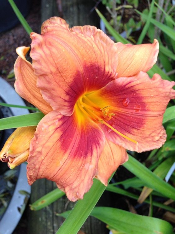 Daglilja "Duke of Durhan" - Hemerocallis 'Duke of Durham'