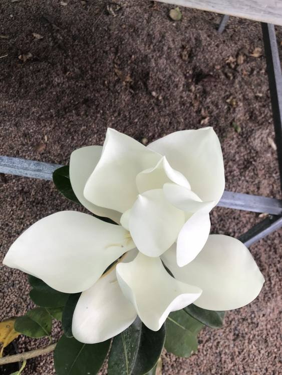 Vintergrön magnolia `Galissonniere` – Magnolia grandiflora `Galissoniere´