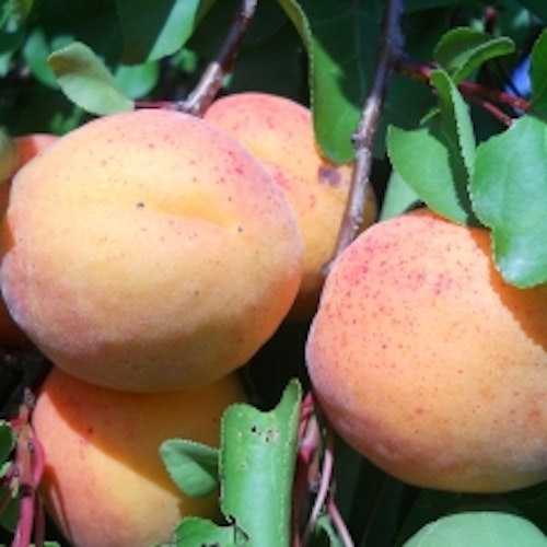 Aprikos  "Gönczi magyar" - Prunus armeniaca "Gönci magyar"