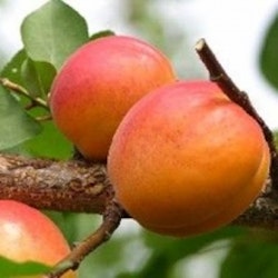 Aprkosträd "Harcot" - Prunus armeniaca "Harcot"