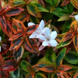 Storblommig  Abelia - Abelia grandiflora ’Kaleidoscope’