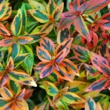 Storblommig  Abelia - Abelia grandiflora ’Kaleidoscope’