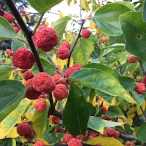 Mandarinmelon berry , (Hallonträd) `Norris´ - Cudrania tripuscidata `Norris´
