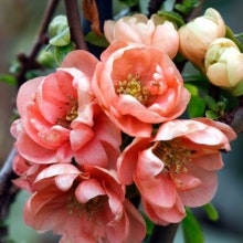 Stor rosenkvitten `Geisha Girl´ - Chaenomeles speciosa `Geisha Girl´