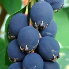 Sakatoonbär `Mandam´- Amelanchier alnifolia `Mandam´