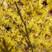 Hybridtrollhassel `Arnold Promise´  - Hamamelis molis `Arnold Promise´