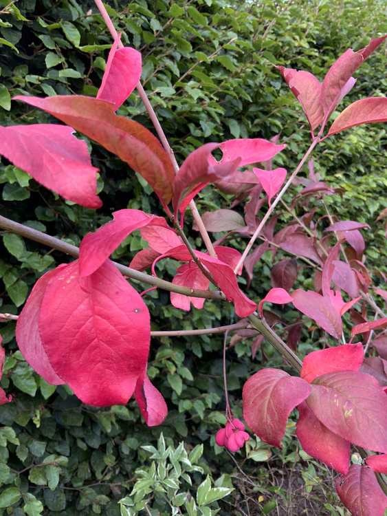 Benved "Red Cascade" - Euonymus europeus "Red Cascade"