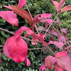 Benved "Red Cascade" - Euonymus europeus "Red Cascade"