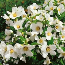 Brokschersmin -Philadelphus x ’Belle Etoile’