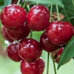 Surkörsbär `Érdi bötermö´- Prunus cerasus `Érdi bötermö´