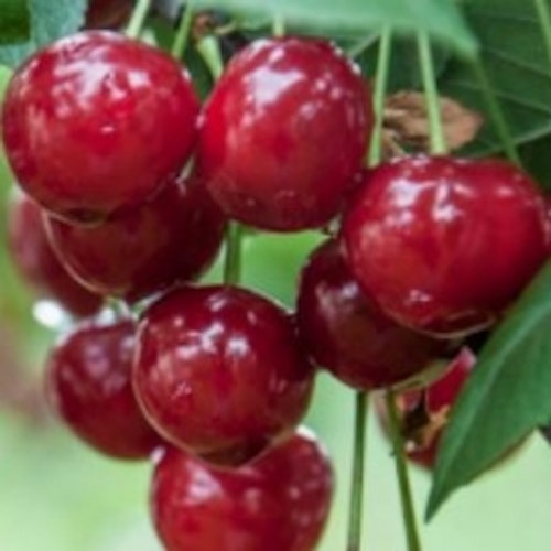 Surkörsbär `Érdi bötermö´- Prunus cerasus `Érdi bötermö´