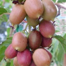 Minikiwi "Ananasaya" -  Actinidia arguta "Ananasaya"