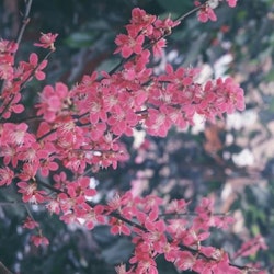 Japansk plomma, Ume  – Prunus mume ”Beni-chi-dori”
