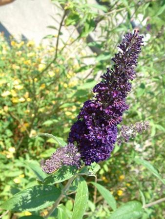 Syrenbuddleja - Buddleja davidii `Black  Knight´