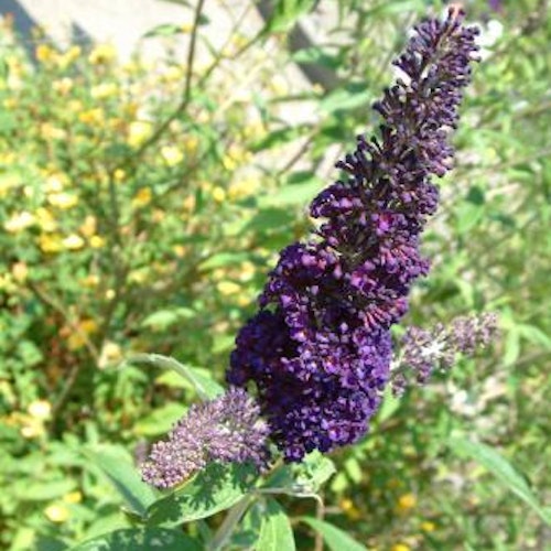 Syrenbuddleja - Buddleja davidii `Black  Knight´