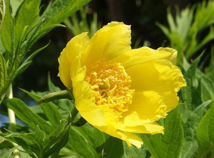 Tibetansk buskpion  - Paeonia lutea ludlowii